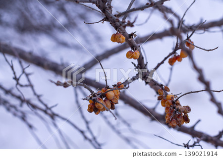 Frozen Orange Seabuckthorn Berries In Winter Frozen Orange Seabuckthorn Berries In Winter 139021914