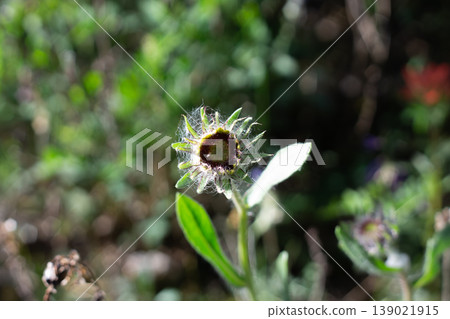 Common Blanketflower Just Beginning To Bloom Common Blanketflower Just Beginning To Bloom 139021915