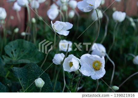 Lovely White Snowdrop Anemone Flowers Lovely White Snowdrop Anemone Flowers 139021916