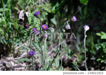 Bitter Fleabane In A Dry Alpine Habitat Bitter Fleabane In A Dry Alpine Habitat 139021925