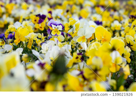 Standing Out In A Mass Of Pansy Flowers 139021926