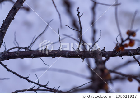 Detailed Closeup Of A Seabuckthorn Branch Detailed Closeup Of A Seabuckthorn Branch 139021928