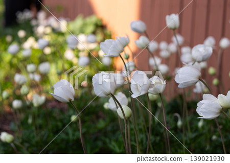 Side Profile Of Beautiful Snowdrop Anemone Blooms Side Profile Of Beautiful Snowdrop Anemone Blooms 139021930