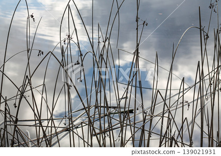 Bulrushes Contrasted With Sky Reflection On Water Bulrushes Contrasted With Sky Reflection On Water 139021931