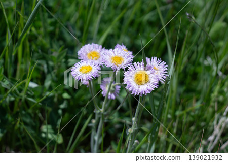 Lightly Purple Mountain Wildflower, Beautiful Fleabane 139021932