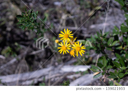 Bright Yellow Flowers Of Balsam Ragwort 139021933