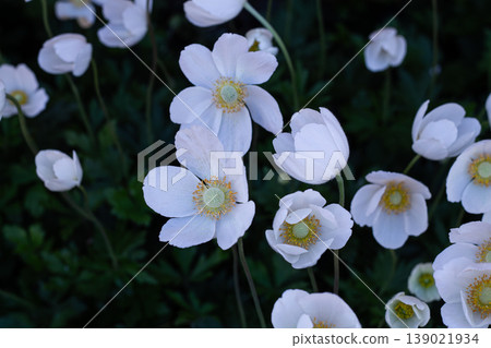 Snowdrop Anemone Flowers Contrasted Against Shadow 139021934