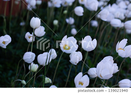 Mass Planting Of Snowdrop Anemone Mass Planting Of Snowdrop Anemone 139021940
