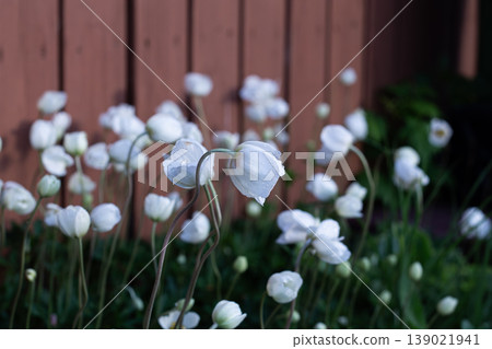 Curved Stem Of A Snowdrop Anemone Flower Curved Stem Of A Snowdrop Anemone Flower 139021941