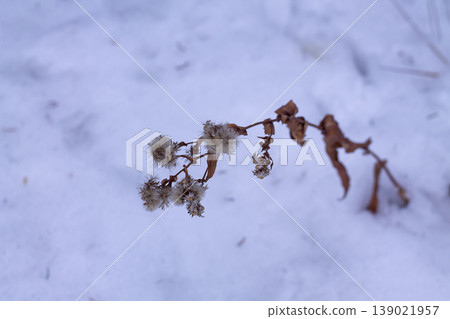 Seedheads Of A Purplestem Aster 139021957