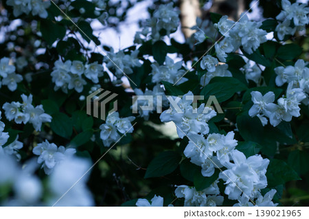Sweet Mock Orange In Shade Sweet Mock Orange In Shade 139021965