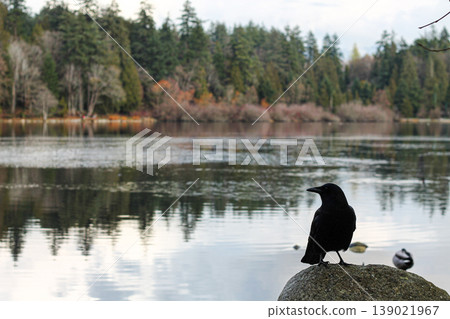 Crow Perched Atop A Rock Beside The Lake Crow Perched Atop A Rock Beside The Lake 139021967