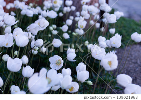 One Snowdrop Anemone Flower Faces Back One Snowdrop Anemone Flower Faces Back 139021968