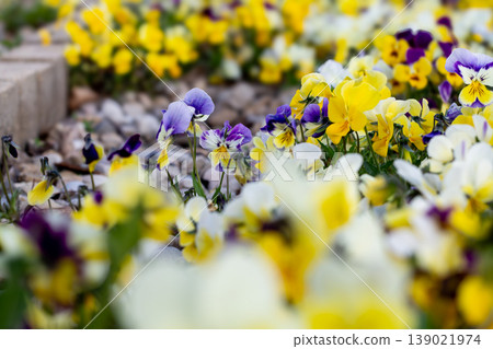 Purple Garden Pansies Over Yonder Purple Garden Pansies Over Yonder 139021974