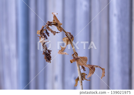 Drooped Dead Plant By A Fence Drooped Dead Plant By A Fence 139021975