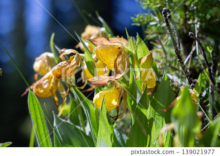 Yellow Lady's Slipper In A Mountain Habitat Yellow Lady's Slipper In A Mountain Habitat 139021977