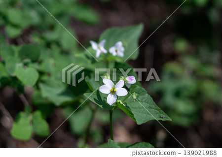 Elegant And Beautiful Canadian White Violets 139021988