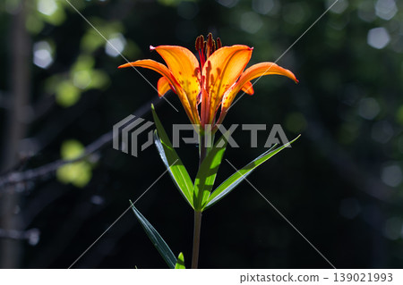 Western Wood Lily On A Clear Summer Day Western Wood Lily On A Clear Summer Day 139021993