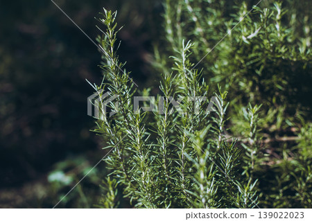 Sprigs of aromatic rosemary in the garden on a sunny day. Sprigs of aromatic rosemary in the garden on a sunny day. 139022023