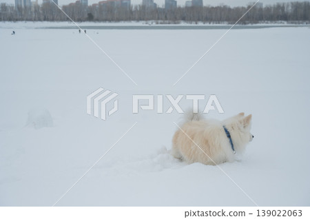 A Samoyed dog runs through the snow. 139022063