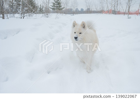 White Samoyed dog in snowy winter landscape, close up portrait White Samoyed dog in snowy winter landscape, close up portrait 139022067