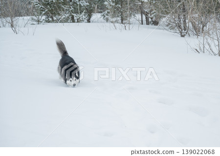 Siberian husky dog running away in deep snow towards winter forest 139022068