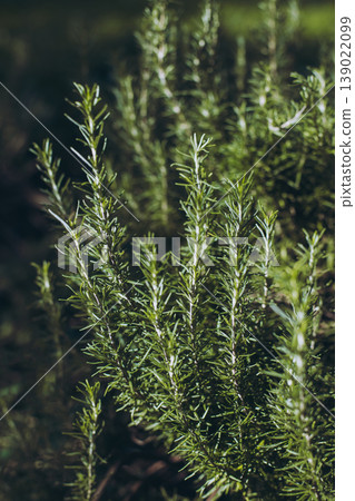 Sprigs of aromatic rosemary in the garden on a sunny day. Sprigs of aromatic rosemary in the garden on a sunny day. 139022099