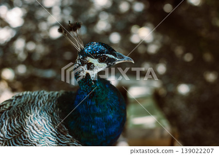 Beautiful peacock on a Lokrum iceland on a sunny day. Beautiful peacock on a Lokrum iceland on a sunny day. 139022207