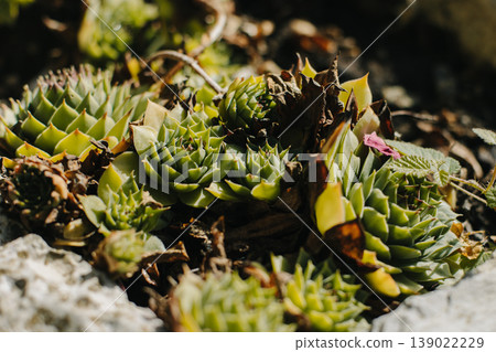 Beautiful succulent plants in a garden on a sunny day. Beautiful succulent plants in a garden on a sunny day. 139022229