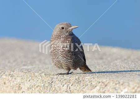 Rock Thrush standing on a dike Rock Thrush standing on a dike 139022281