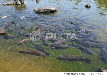 Koi swimming in the pond 139022430