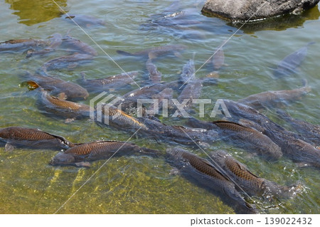 Koi swimming in the pond 139022432