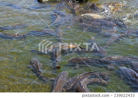 Koi swimming in the pond Koi swimming in the pond 139022433