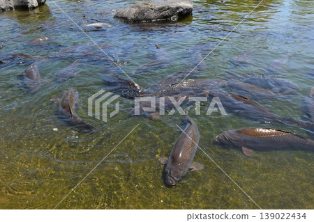 Koi swimming in the pond Koi swimming in the pond 139022434