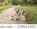 Corgis Resting Outdoors. Pair Of Loyal Corgis Sitting Peacefully On Sunlit Dirt Path 139022455