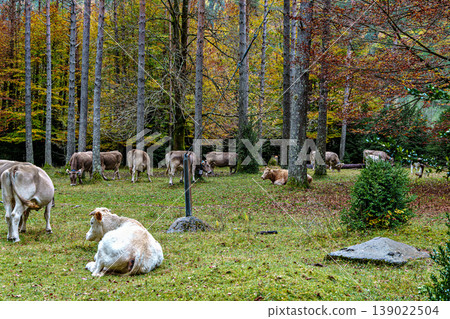Cows in the beautiful Pineta Valley in the Ordesa and Monte Perdido National Park in Huesca, Spain 139022504