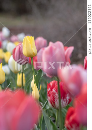 Tulips blooming in the flowerbeds of the park in spring Tulips blooming in the flowerbeds of the park in spring 139022561