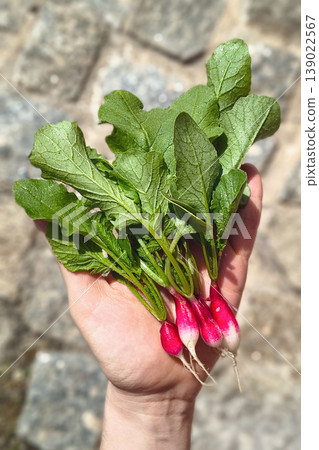 Hand holding freshly harvested small radishes with green leaves and roots, outdoors in sunlight against a blurred stone background. Eco concept. 139022567