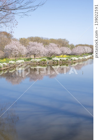 春日美景，位於埼玉縣上尾市的丸山公園，櫻花盛開，繡線菊倒映在池塘中。 139022591