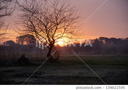 A scene of a single tree standing in a field at dawn in spring, bathed in the rising sun. A scene of a single tree standing in a field at dawn in spring, bathed in the rising sun. 139022595