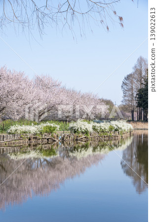 春日美景,位於埼玉縣上尾市的丸山公園,櫻花盛開,繡線菊倒映在池塘中。 春日美景,位於埼玉縣上尾市的丸山公園,櫻花盛開,繡線菊倒映在池塘中。 139022613