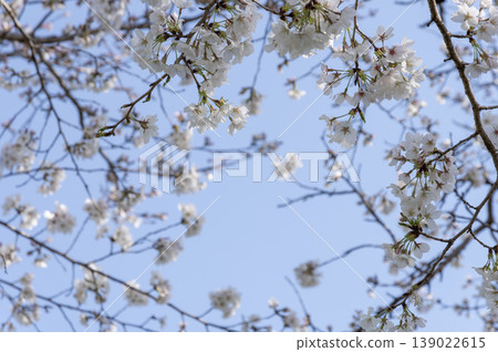 櫻花在藍天的襯托下盛開 櫻花在藍天的襯托下盛開 139022615