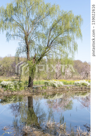 上尾丸山公園的池塘、柳樹和春日景色 上尾丸山公園的池塘、柳樹和春日景色 139022616
