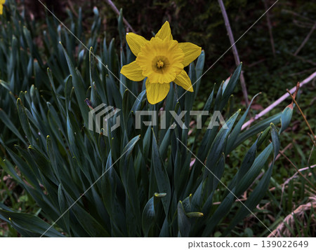 Single Yellow Daffodil Bloom Close Up in Spring Garden with Green Leaves Natural Sunlight Bright Narcissus Flower Floral Nature Background Seasonal Botanical Scene 139022649
