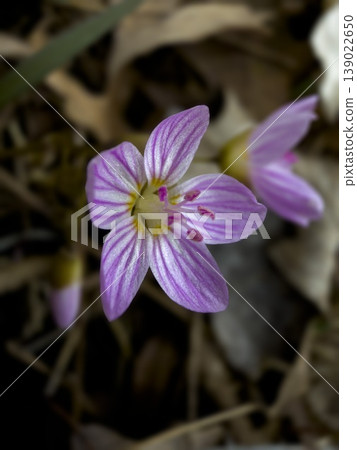 Delicate Purple Wildflower Macro Close Up with Soft Petals Spring Bloom Nature Floral Background Small Violet Woodland Flower Botanical Detail 139022650
