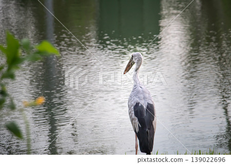 Asian Openbill Stork beside shimmering water surface, elegant wading bird with soft reflections and blurred foliage, tranquil wetland setting, natural outdoor wildlife moment Asian Openbill Stork beside shimmering water surface, elegant wading bird with soft reflections and blurred foliage, tranquil wetland setting, natural outdoor wildlife moment 139022696