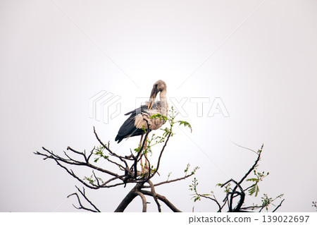 Asian Openbill Stork resting on a bare treetop, captured in a quiet moment of grooming, highlighting elegant plumage and natural behavior against a soft neutral sky. 139022697