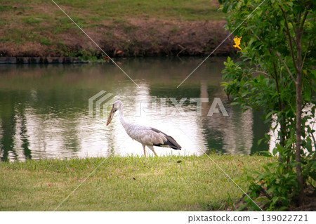 Asian Openbill Stork walking along grassy lakeside with calm water reflections, natural green habitat, peaceful outdoor scene, wildlife bird in wetland environment Asian Openbill Stork walking along grassy lakeside with calm water reflections, natural green habitat, peaceful outdoor scene, wildlife bird in wetland environment 139022721