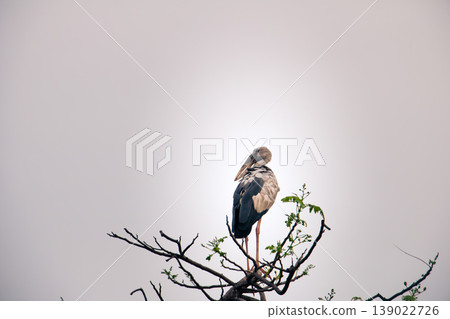 Asian Openbill Stork resting on a tree top, showing detailed feathers and natural posture against a clean bright sky, capturing a quiet moment of wildlife in its natural habitat. Asian Openbill Stork resting on a tree top, showing detailed feathers and natural posture against a clean bright sky, capturing a quiet moment of wildlife in its natural habitat. 139022726