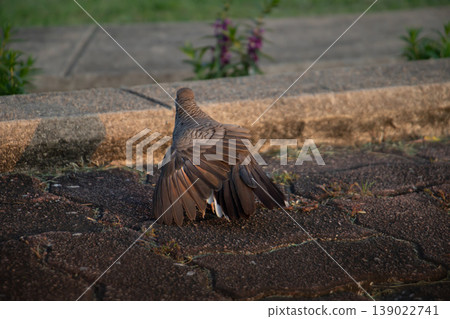 Zebra Dove standing on textured pavement with wings slightly spread in warm natural light, showcasing delicate feather patterns and calm urban wildlife behavior in an outdoor setting. Zebra Dove standing on textured pavement with wings slightly spread in warm natural light, showcasing delicate feather patterns and calm urban wildlife behavior in an outdoor setting. 139022741